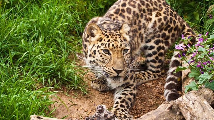 Leopard in tall green grass and flowers