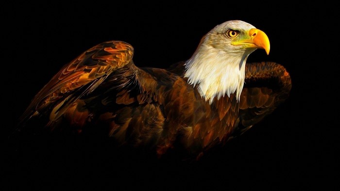 Bald Eagle with Wings Spread