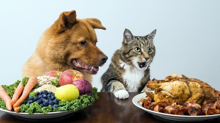 Dog and cat looking at plates of food