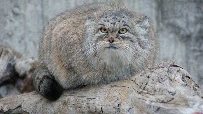 Pallas cat sitting on a log