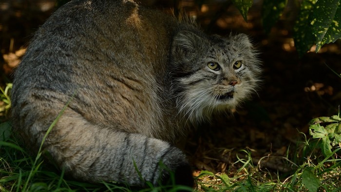 Pallas cat in grassy area