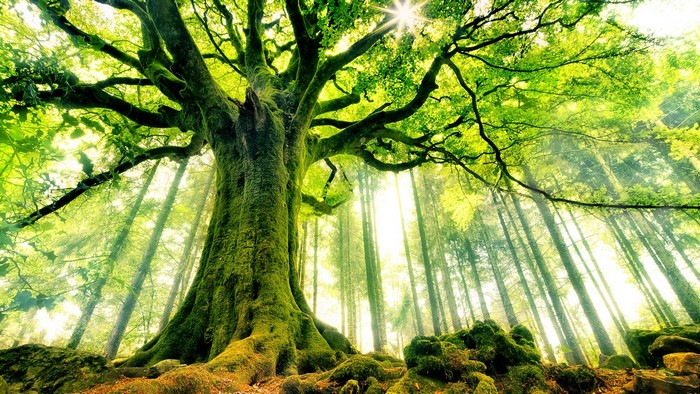 Moss-covered ancient tree in a sunlit forest
