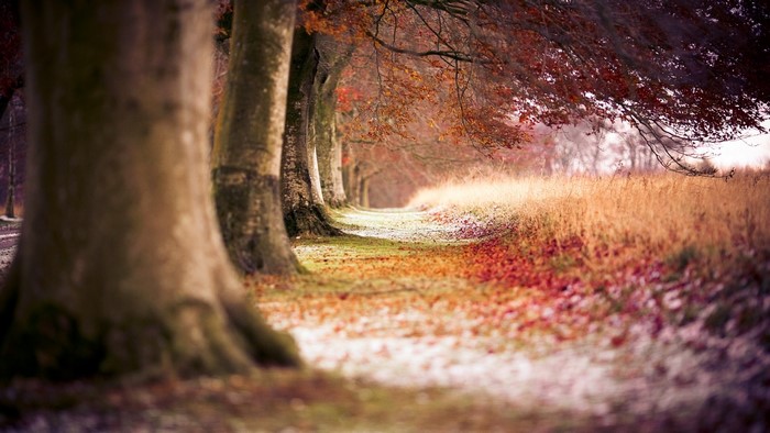 Autumn trees lining a path with fallen leaves
