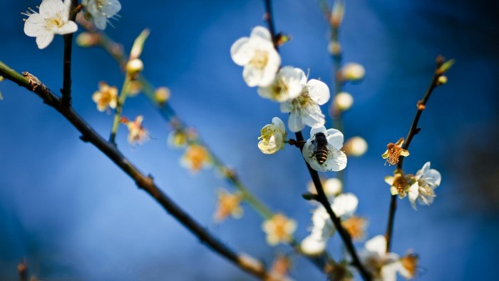 Bee on white plum blossoms