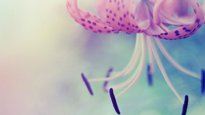 Pink Gladiolus Flower with Purple Spots