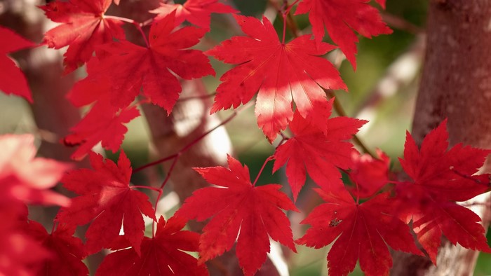 Red Maple Leaves on Tree Branches