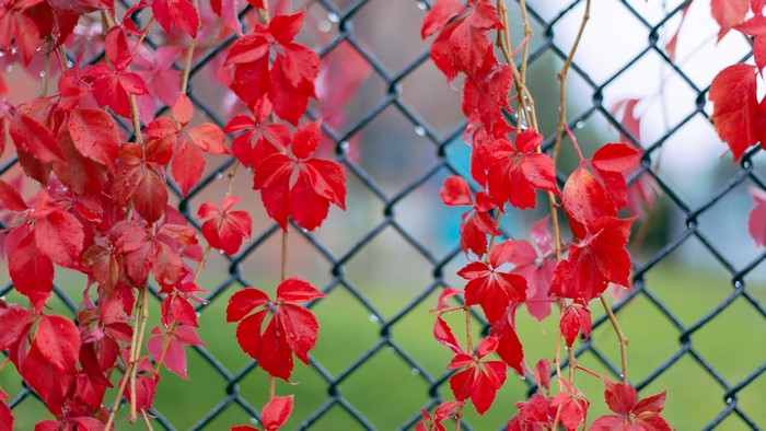Red leaves on a chain-link fence after rain