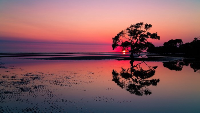 Sunset over a calm lake with a silhouetted tree