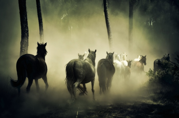 Horses running through a misty forest