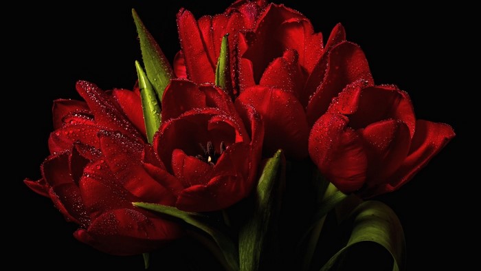 Red Tulips with Water Droplets