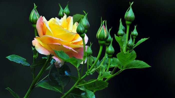 Yellow and pink rose with buds