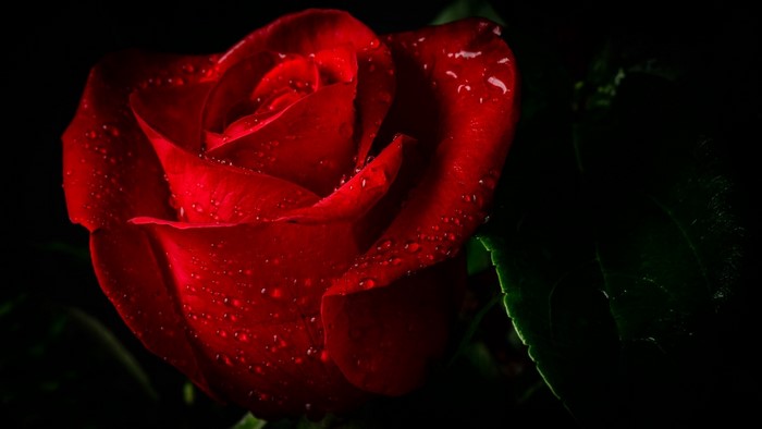 Red rose with water droplets