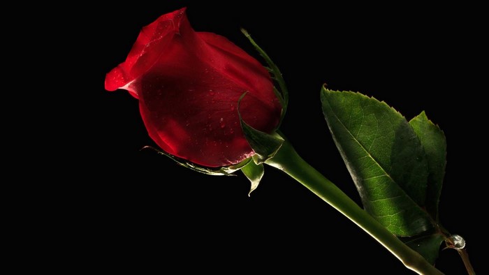 Red Rose Bud with Green Leaves