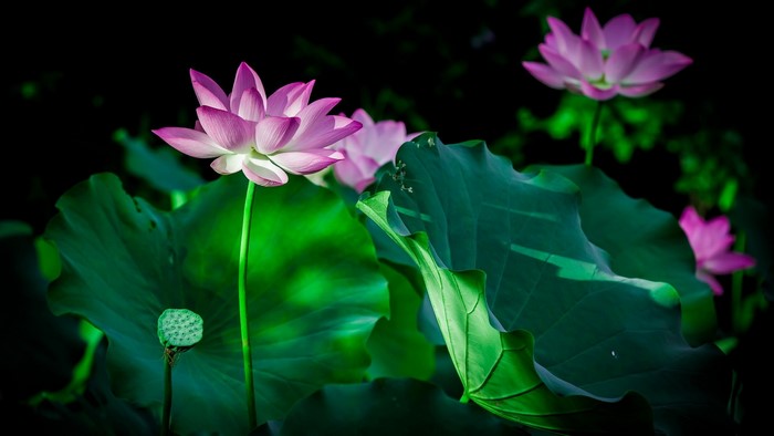Pink Lotus Flowers and Leaves