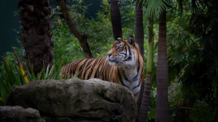 Tiger on a rock in a jungle