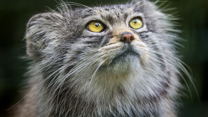 Pallas cat looking up