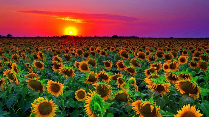 Sunset over a field of sunflowers