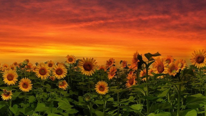 Field of Sunflowers at Sunset