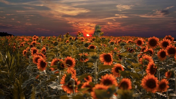 Field of sunflowers at sunset