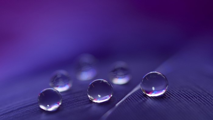 Macro Water Drops on Purple Feather