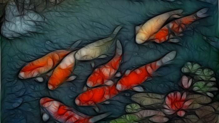 Koi Fish in a Pond with Lily Pads
