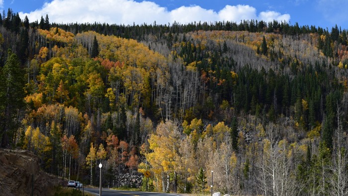 Fall Colors in Rmnp Colorado