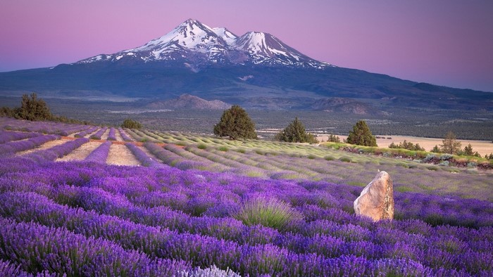 Lavender field with Mount Shasta at sunset