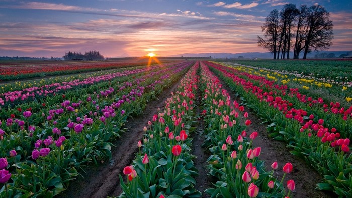 Tulip Fields at Sunset