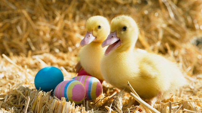 Two yellow ducklings with Easter eggs on hay