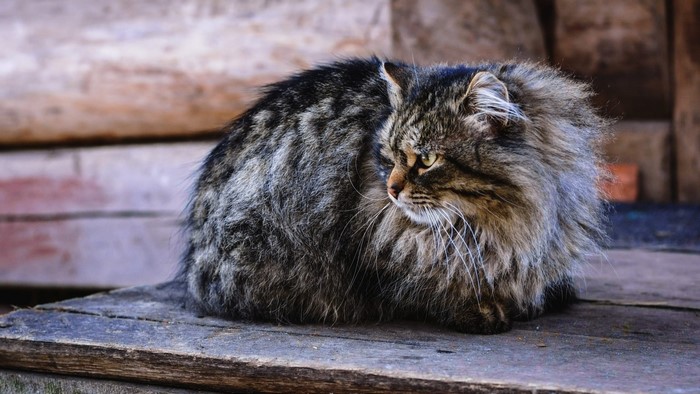Fluffy tabby cat resting on wooden planks