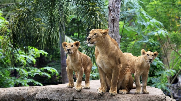 Female lions and cubs on a rock