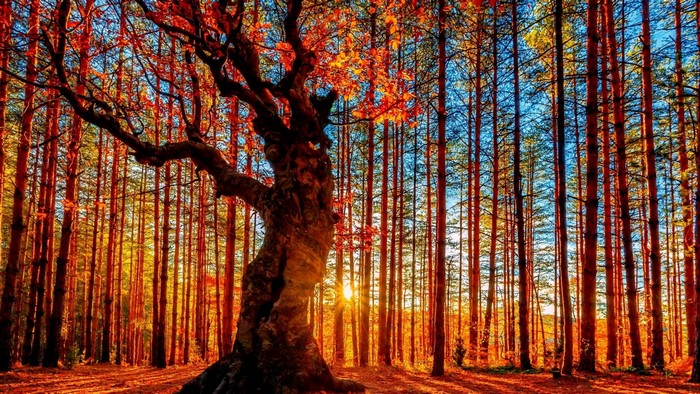 Autumn forest with sunbeams filtering through trees