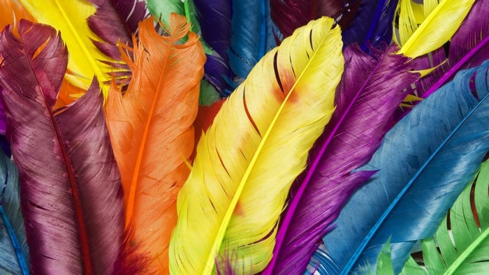 Colorful Feathers