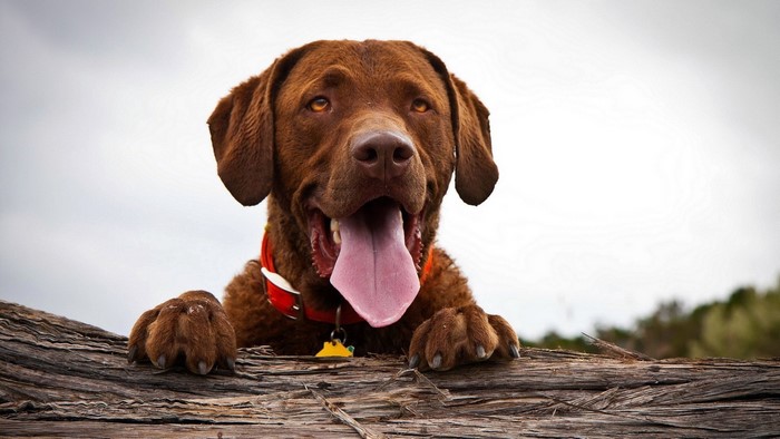 Happy Brown Dog on a Log