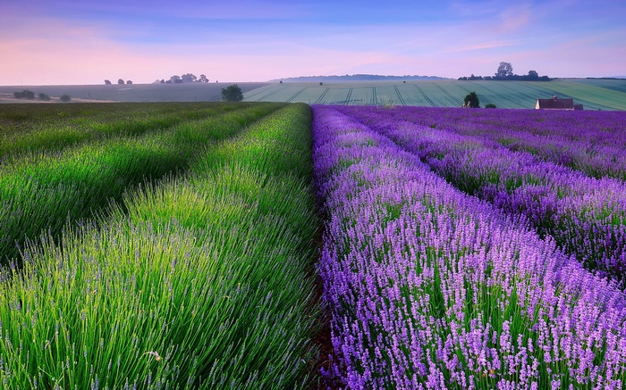 Lavender and green fields at sunset