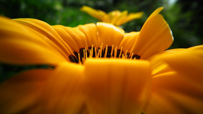 Macro shot of a yellow flower with dark center