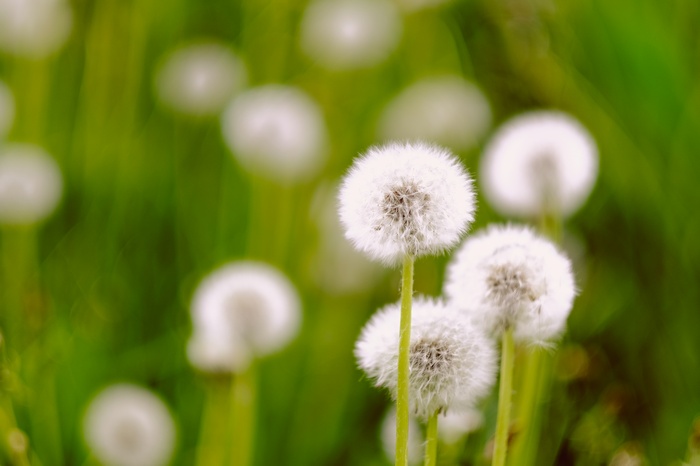 4K Dandelion flowers in green field