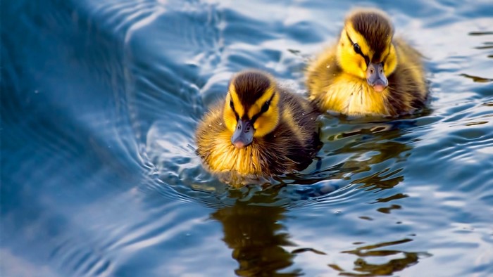 Two ducklings swimming in blue water