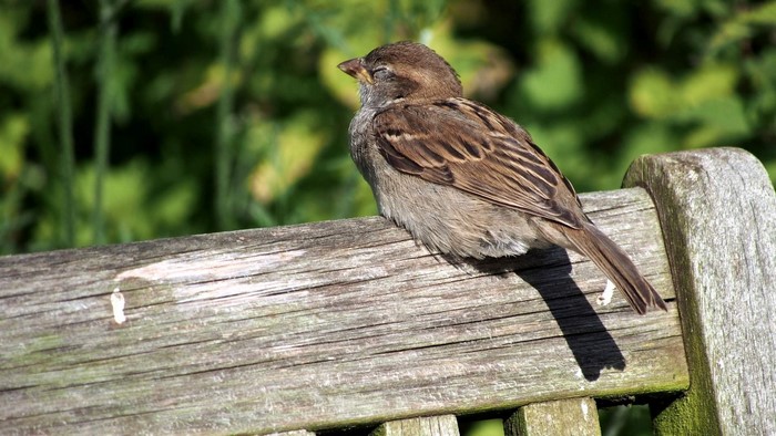 House Sparrow resting on a wooden bench