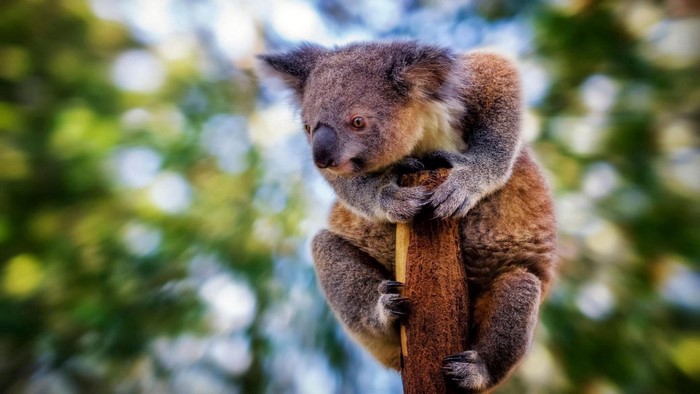 Koala clinging to a tree trunk
