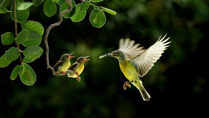 Hummingbird feeding chicks on a branch