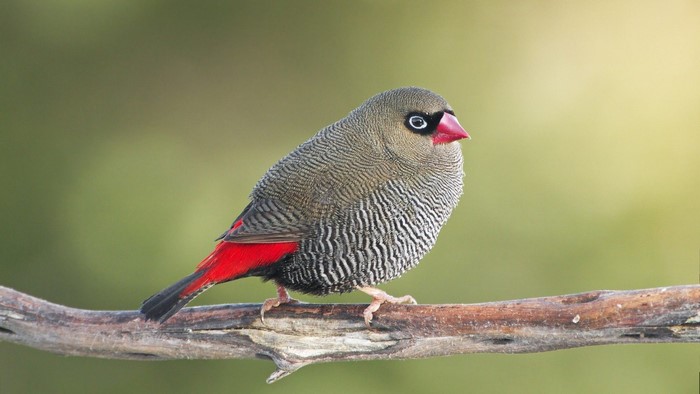 Firetail bird perched on a branch