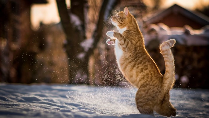 Orange cat jumping in snow