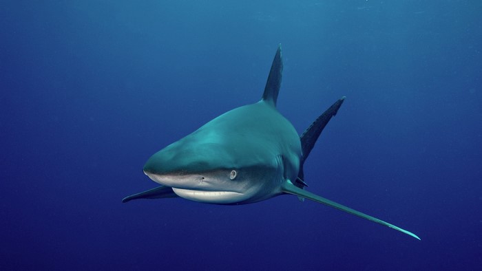 Shark swimming in the deep blue ocean