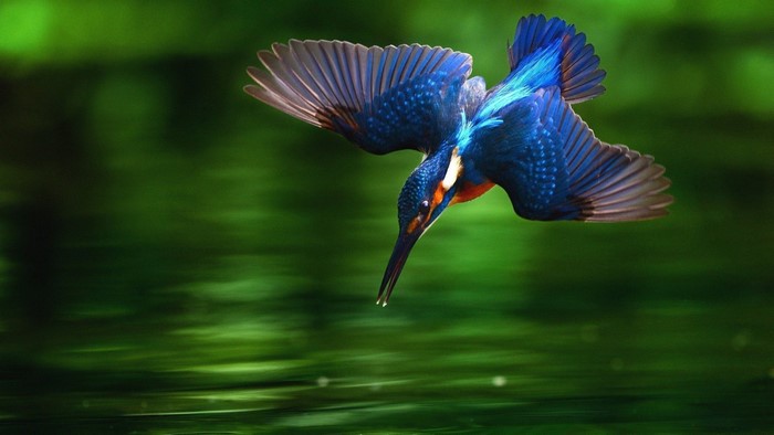 Kingfisher diving into water
