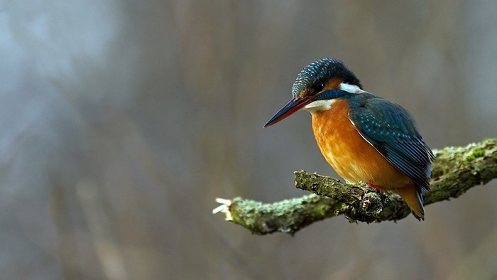 Kingfisher bird perched on a branch