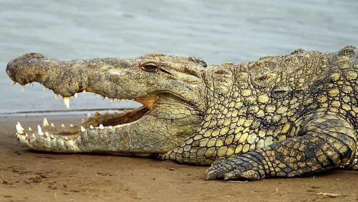 Crocodile with mouth open on sandy shore