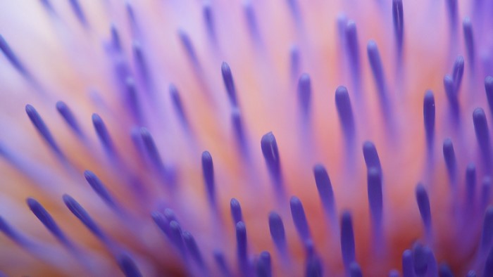 Macro view of purple flower stamens