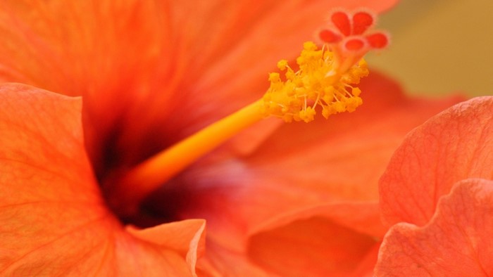 Close-up of an orange hibiscus flower stamen