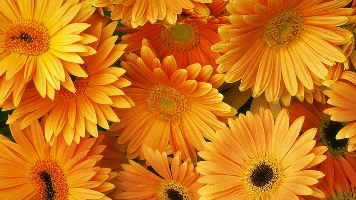 Orange Gerbera Daisies